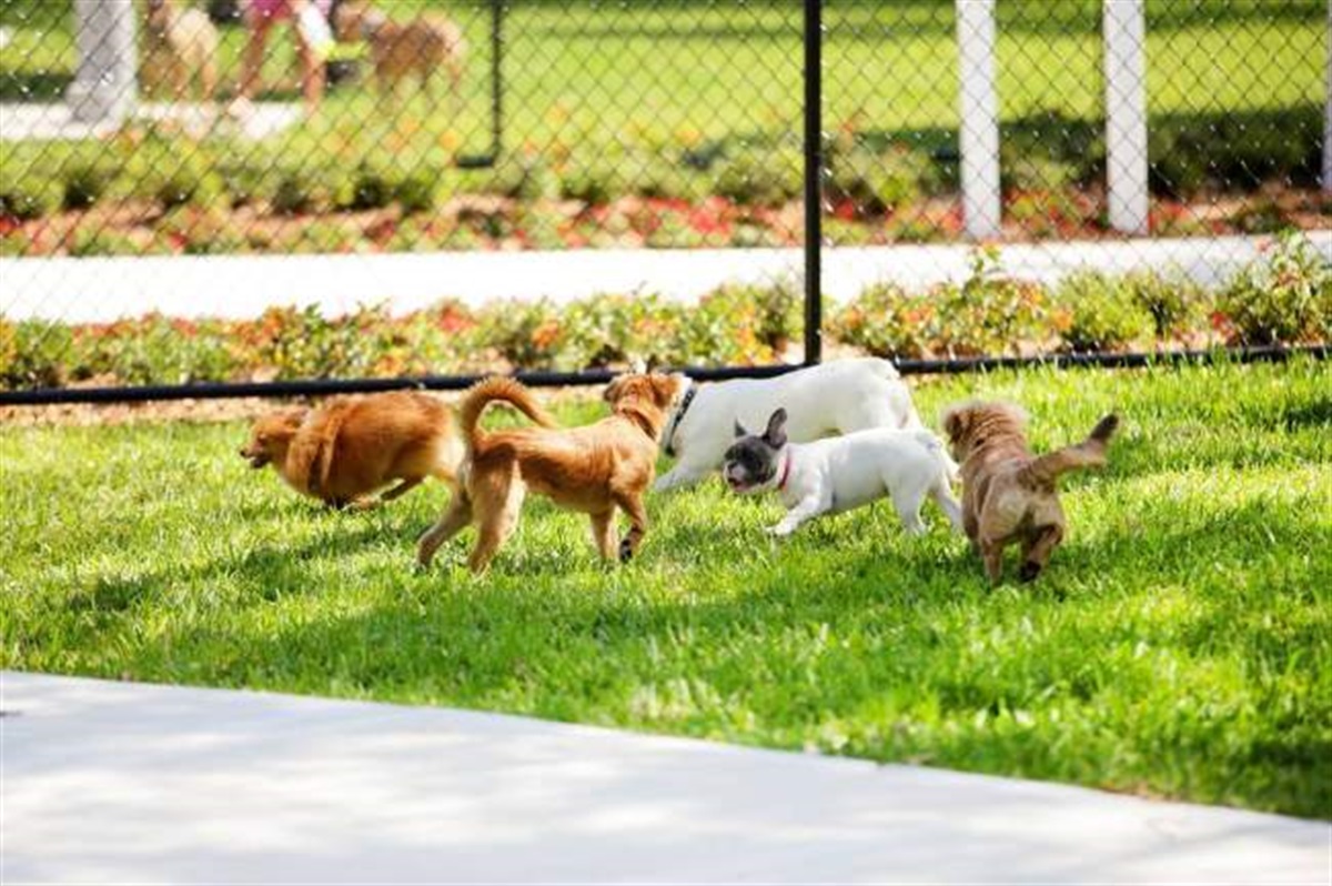 fenced-dog-parks-coming-to-the-tweed-tweed-shire-council