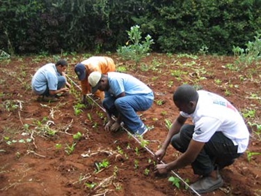 Nairobi urban projects