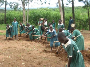 Planting corn in school yard