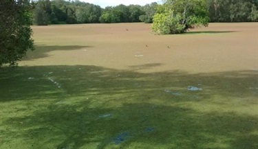 Red azolla