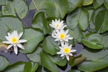 White water lilly