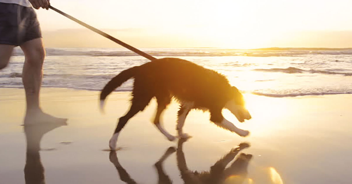 leashed dog beach