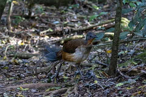 Albert's Lyrebird in the rainforest 