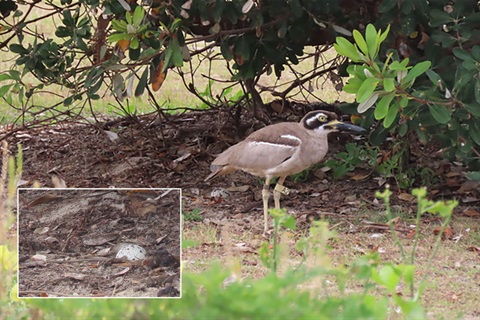 Beach-Stone-curlew-and-egg-at Hastings Point