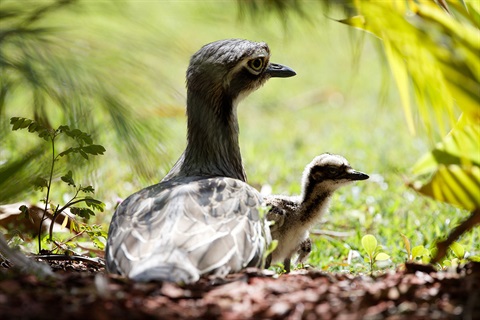 Bush Stone-curlew chick