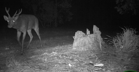 Feral deer at Cudgen