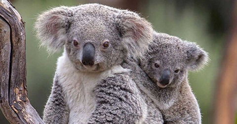 Koala with joey