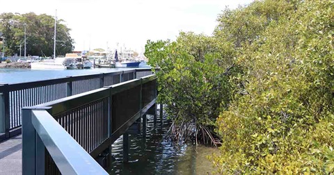 mangroves-tweed.jpg