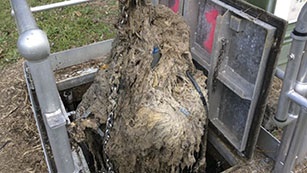 A pic of a fatberg