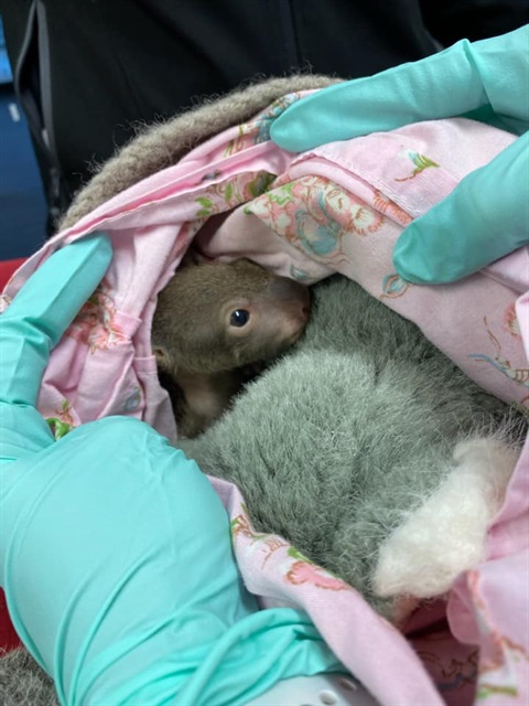 Koala joey being cared for