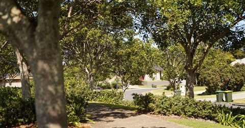 Trees providing shade in urban area