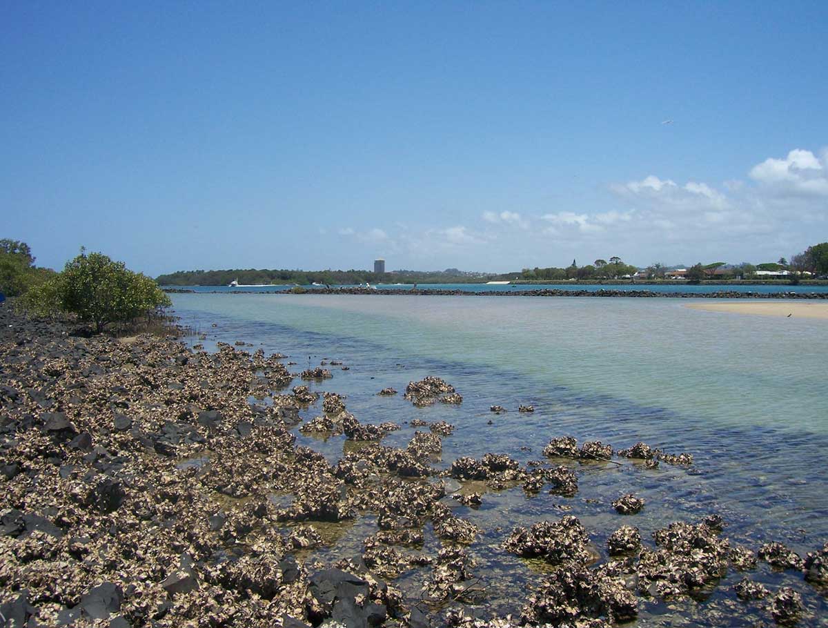 Tweed River estuary management plan