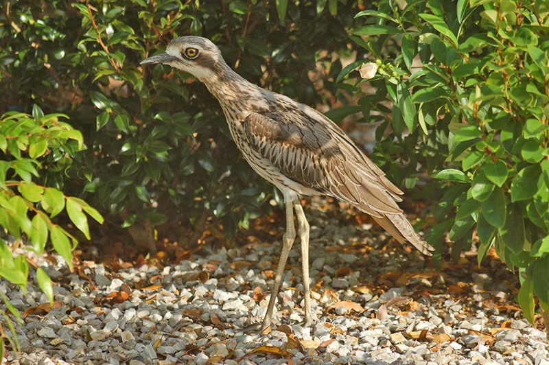 Bush Stone-curlew in bushes