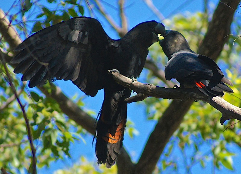 Glossy Black Cockatoo - Bobbi Marchini