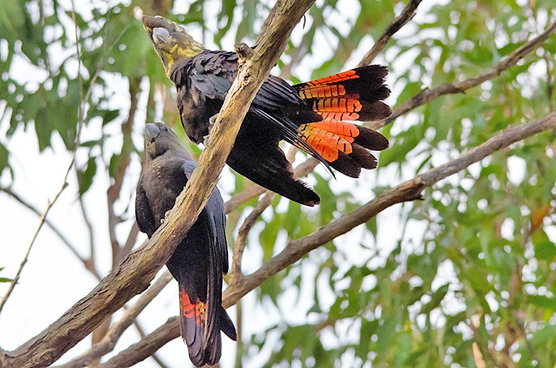 Glossy Black Cockatoo - Gavin Williams