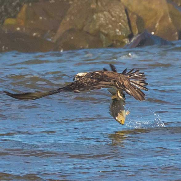 The great catch! An osprey flying low over the surface of the water with a freshly caught fish in its talons at Hastings Point. Photo: Sally Hinton