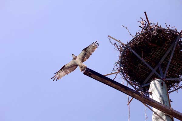 An osprey circling high above one of Tweed’s artificial nesting structures