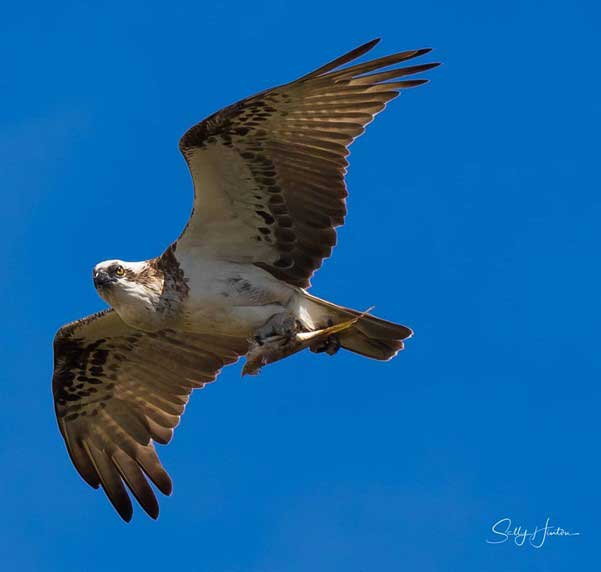 An osprey flying high after a successful fishing expedition. Photo: Sally Hinton