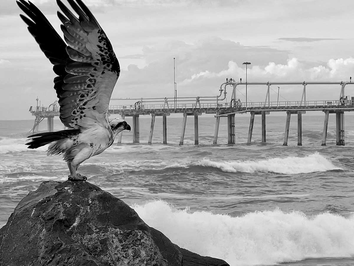 An osprey overlooking its artificial nest site on the Tweed Sand Bypass jetty. Photo: Dean Lock