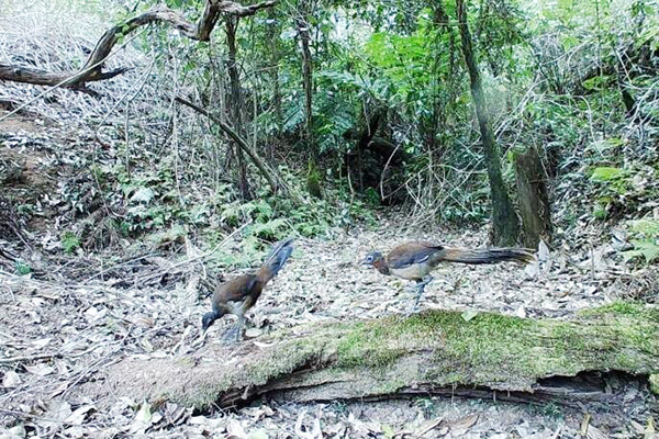 Two Alberts Lyrebirds on monitoring camera at Mount Nullum