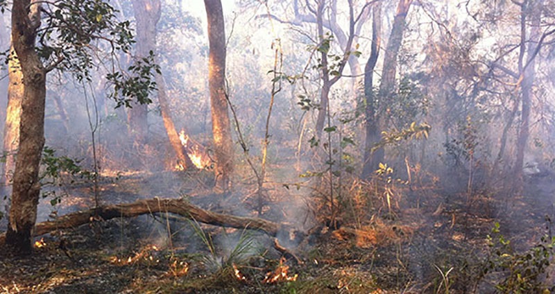 Hazard reduction burn for koala habitat