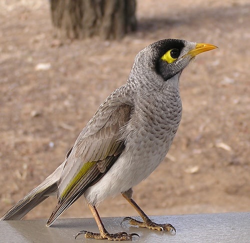 Noisy Miner - Australian native bird