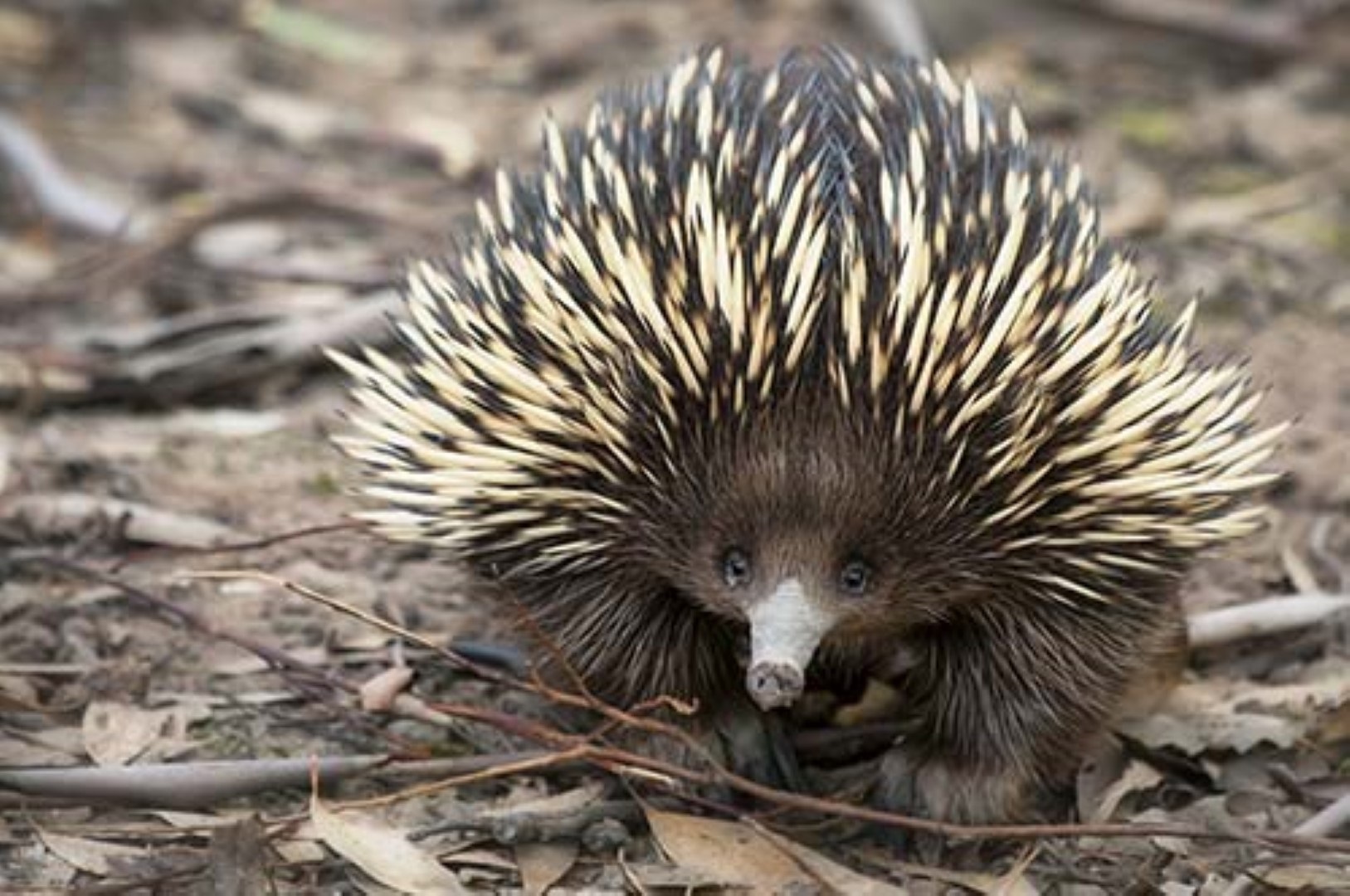 Wildlife Echidna