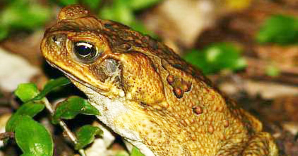 Cane toad