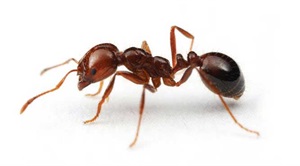 Fire ant