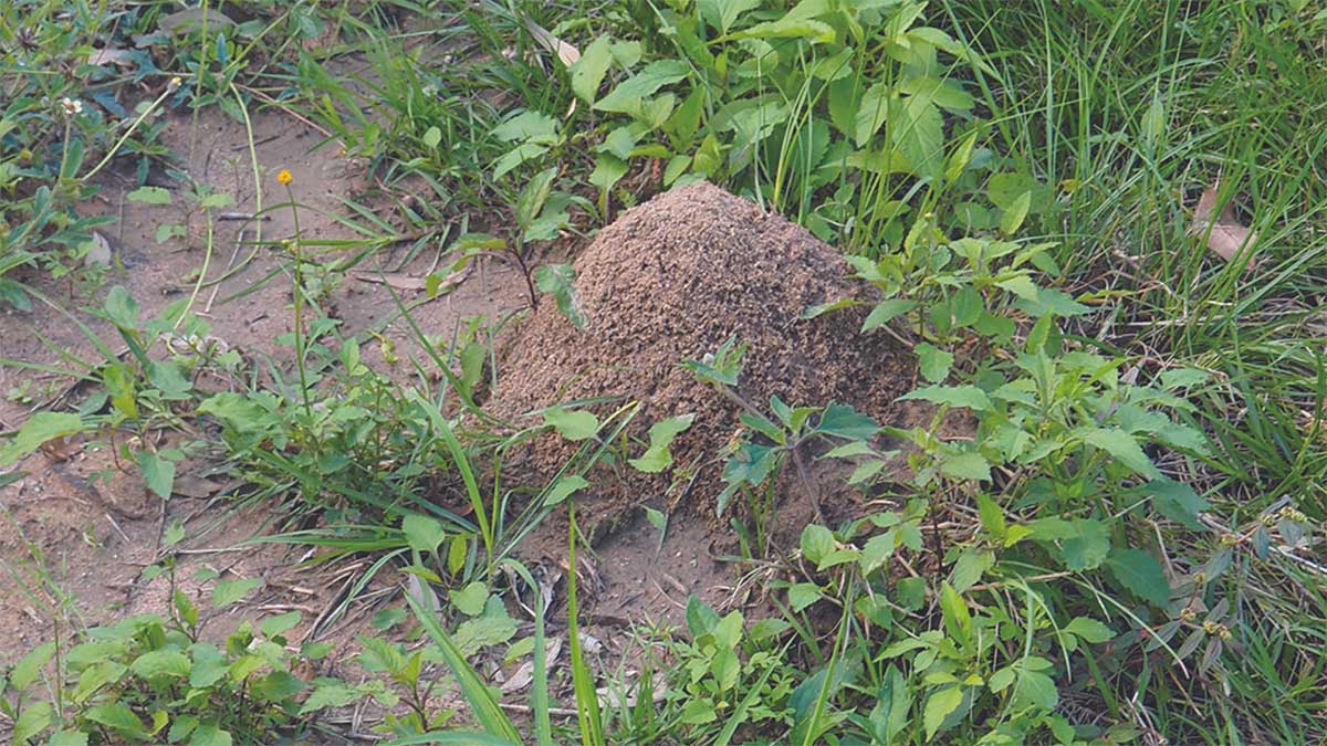 Fire ant nest