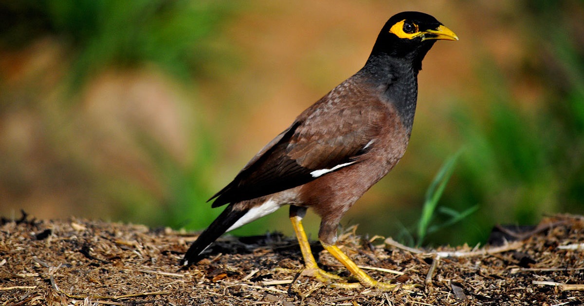 Common (Indian) Myna | Tweed Shire Council