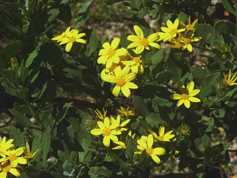 invasive-shrub-bitou-bush.jpg