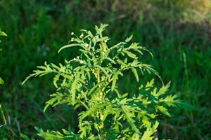 Green leaves of a parthenium plant.