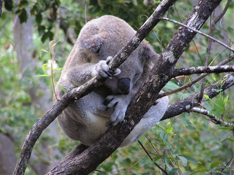 Pottsville Wetland provides habitat for one of the three remaining resident koala populations on the Tweed Coast.jpg