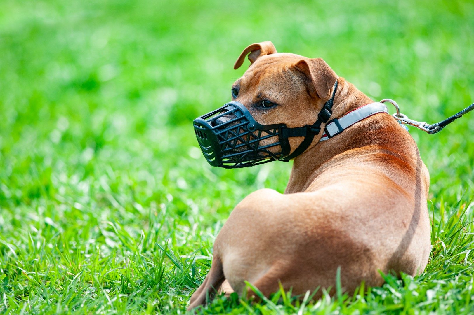 Dangerous 2024 dog muzzle