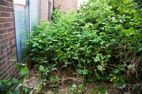 Overgrown plants next to a house.