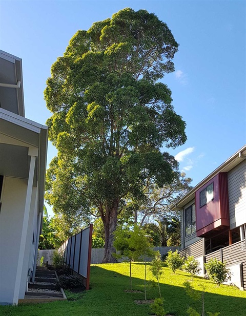 Tree on private land