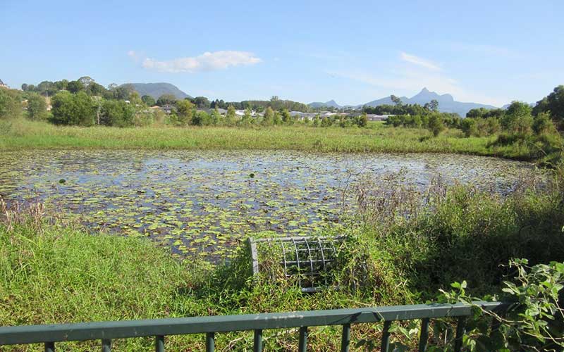 Constructed Wetland Murwillumbah