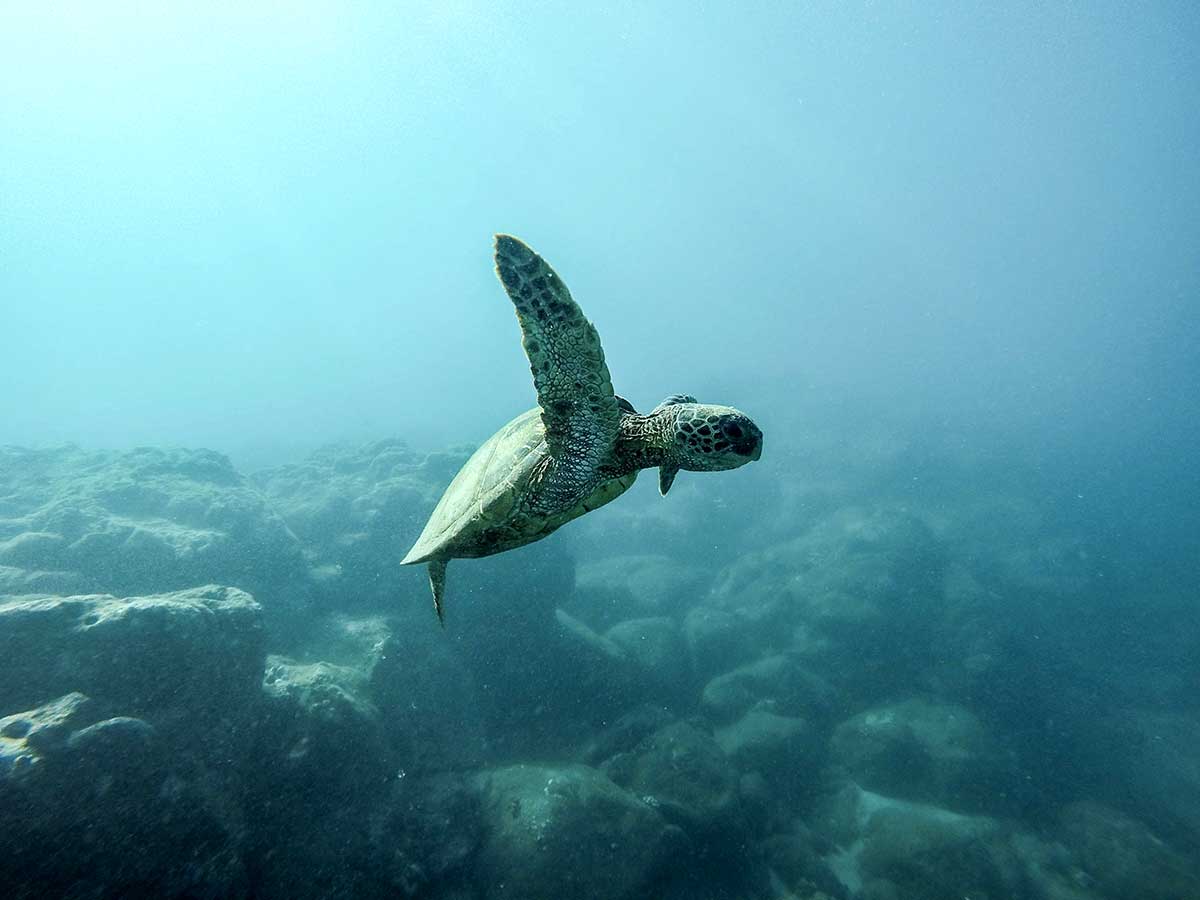 Sea turtle