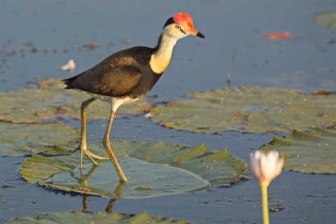 Comb-crested Jacana bird standing on water lilly.