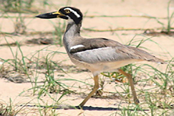 Beach Stone-curlew