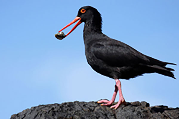 Sooty Oystercatcher