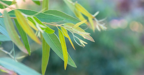 Native plant