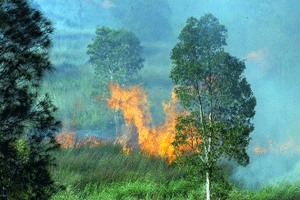 Bushfire Cabarita