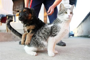 Puppy and kitten