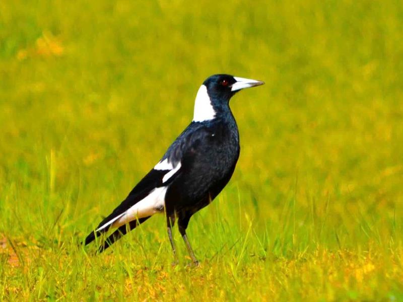 Magpie